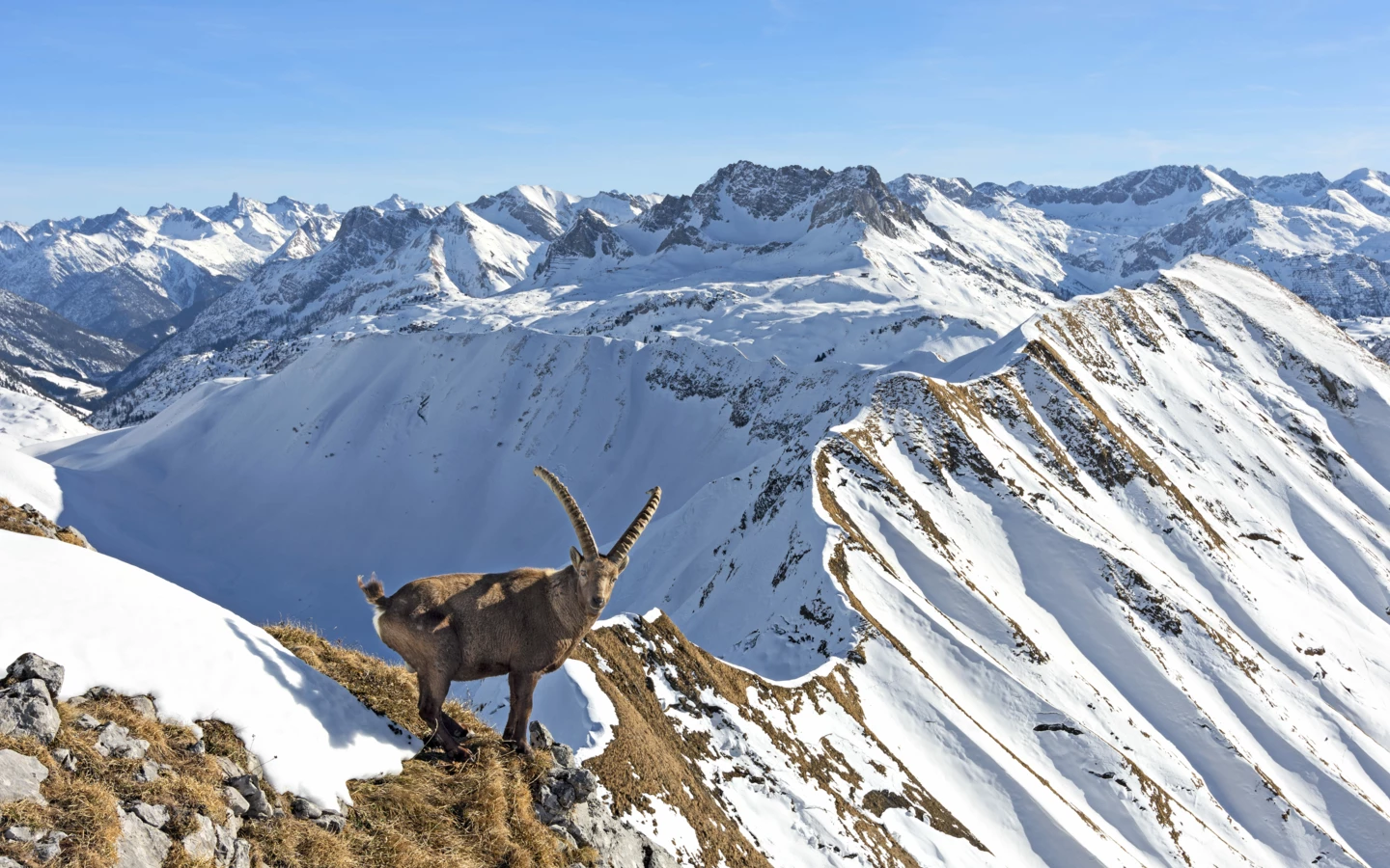 ibex-in-front-of-snowy-mountains-at-a-sunny-day
